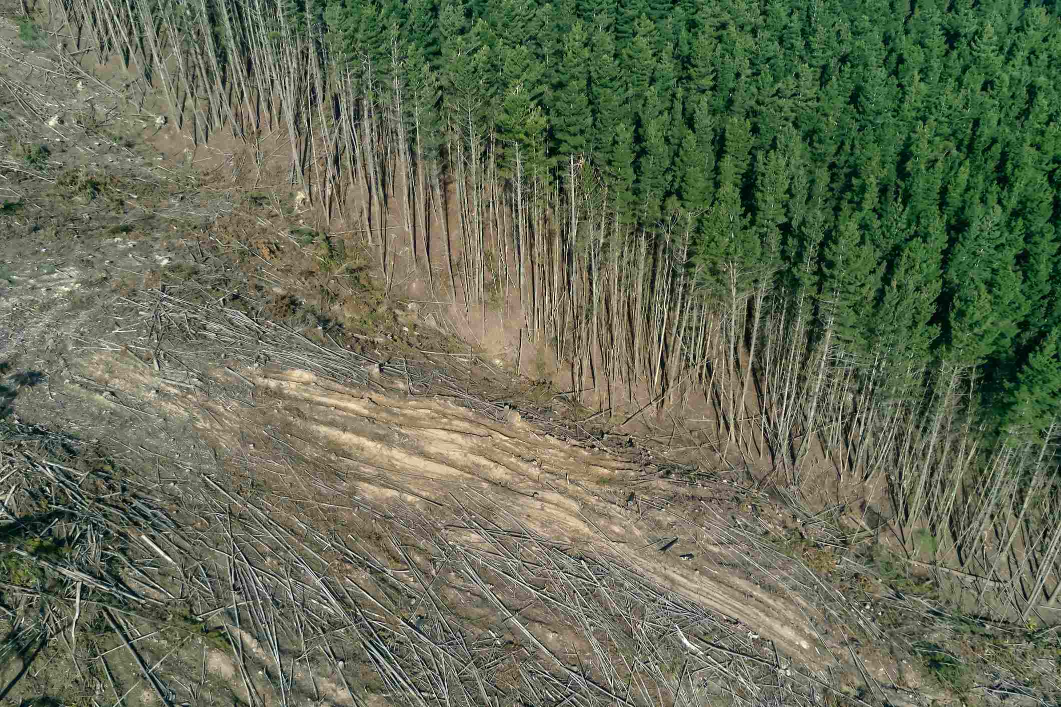 Aerial photo of deforestation.
