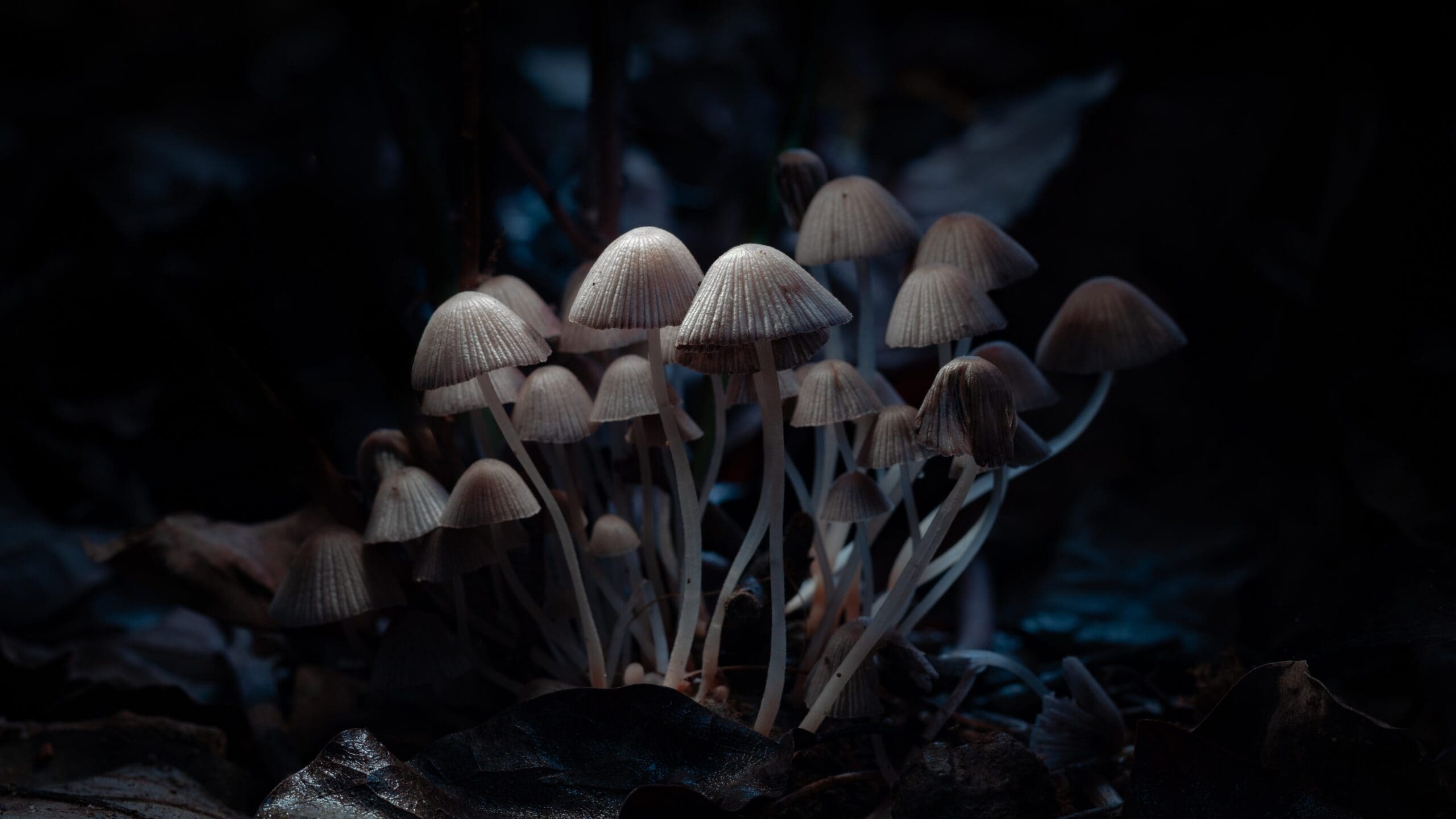 A cluster of mushrooms.