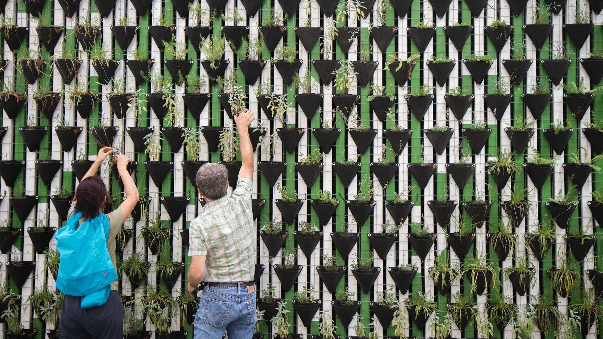 People gardening plants on wall hanging pots.