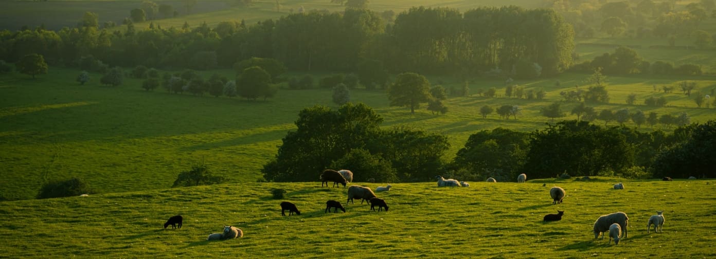 farm in golden hour with sheep and lamb roaming