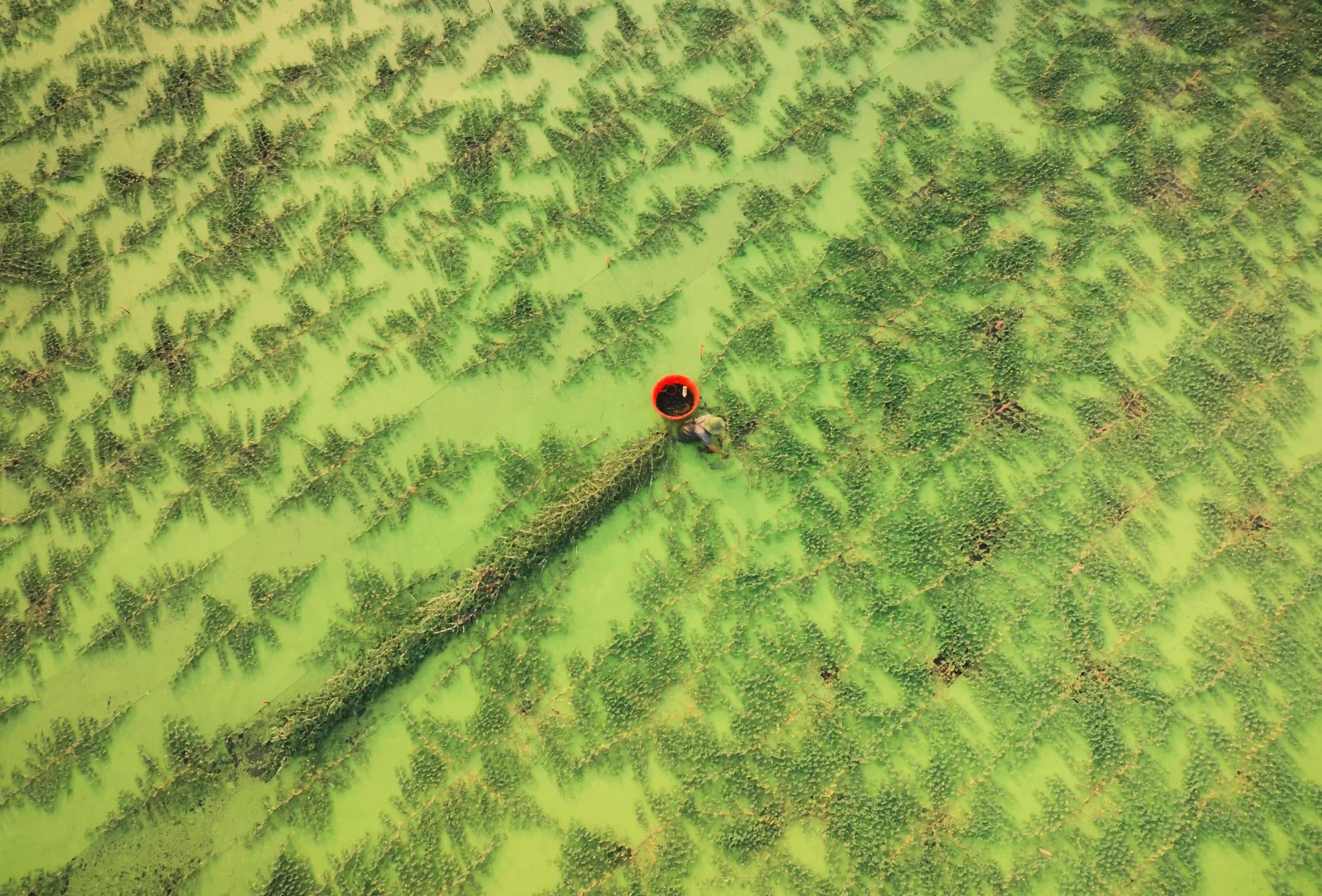 Farmer on wet rice field