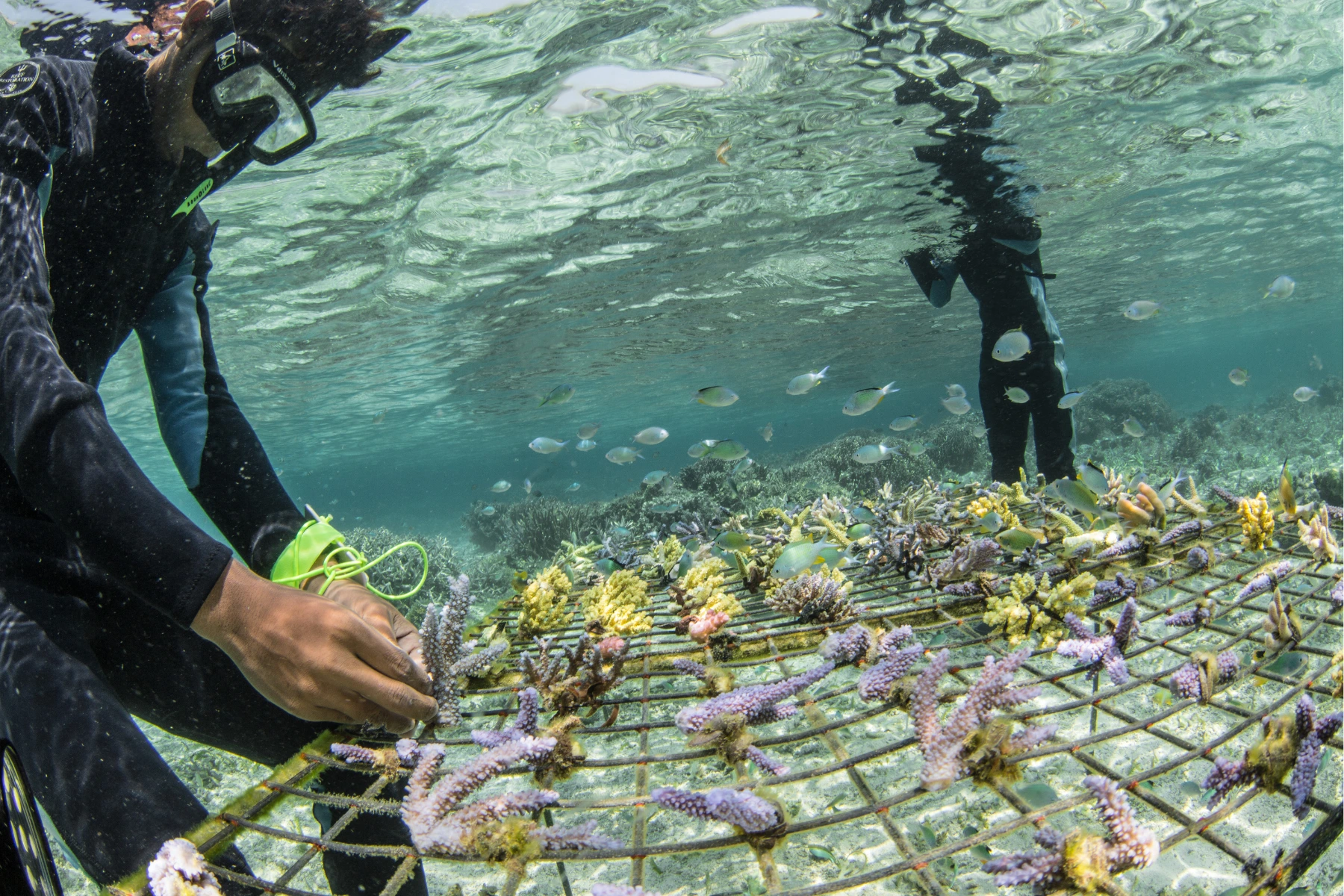 Underwater diver reporting on marine biodiversity 