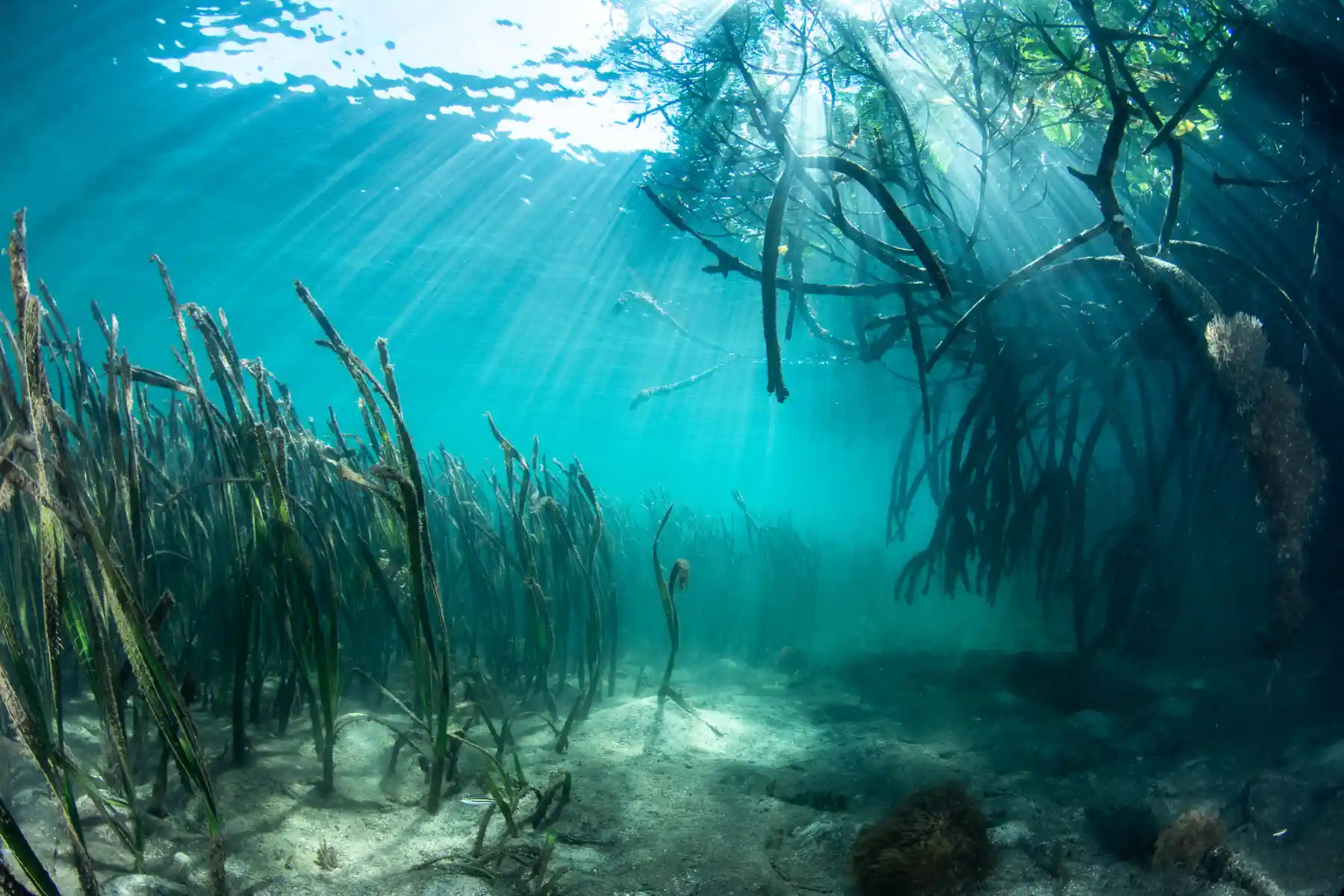 underwater shot of seagrass growth