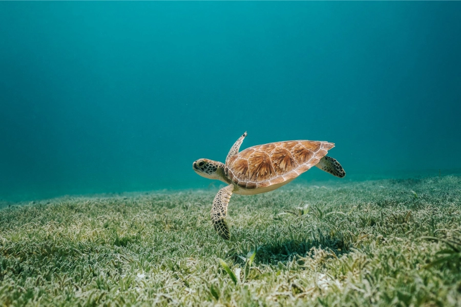 World Ocean Day top tips for communicators. Image shows a turtle at the bottom of the sea.