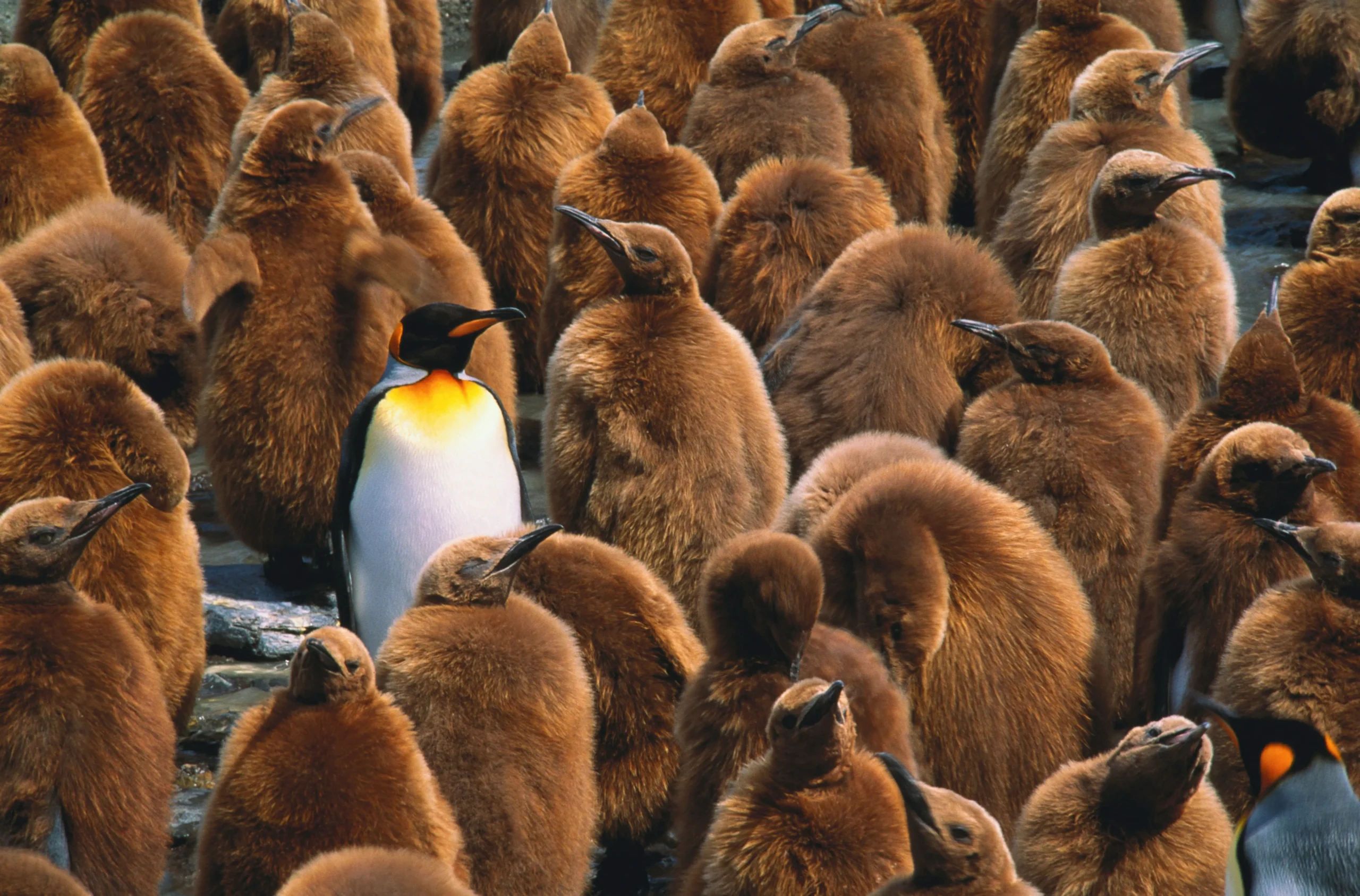 An adult king penguin standing in the middle of King penguin chicks. The penguin stands out starkly in the middle of the chicks.