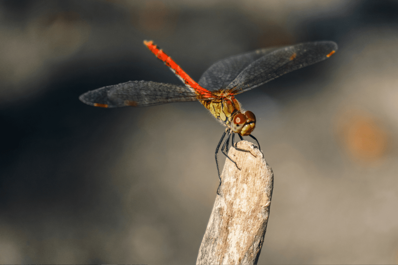 Dragonfly