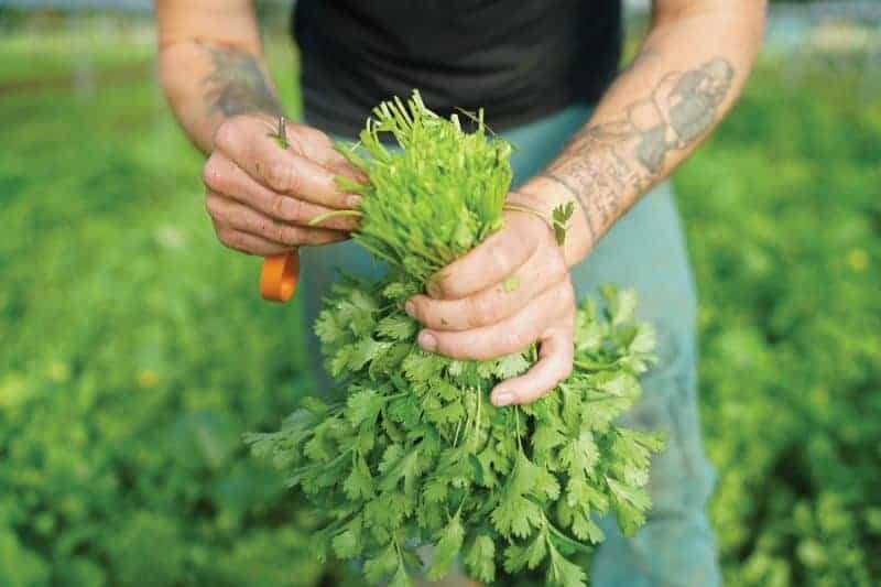 fresh herbs food waste