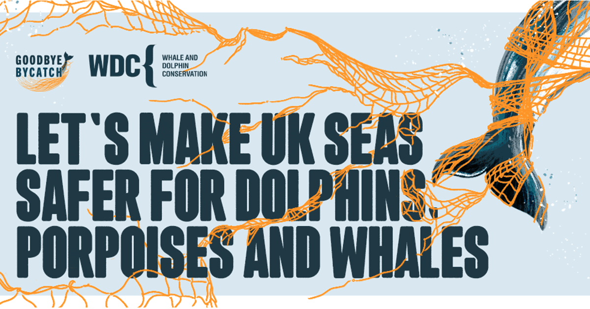 Asset reading 'Let's make UK seas safer for dolphins, porpoises and whales' in bold grey-blue font on a pale blue background. A bright orange net is tangled and draped over the letters, and the tail of a porpoise is tangled in the net. The WDC logo is in the top left corner.